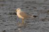 Ring-billed Gull at Rossi's Ice Cream, Westcliff (Steve Arlow) (47243 bytes)